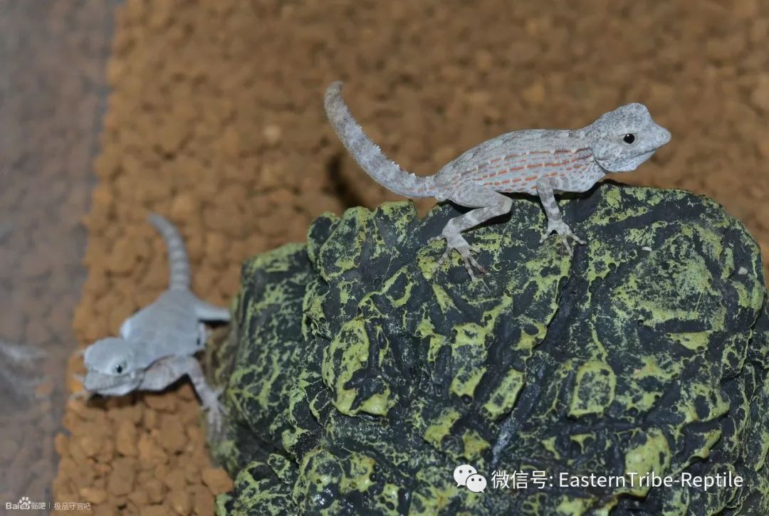 【东邪图鉴】pristurus锯尾虎属:蝎子守宫scorpion tailed geck