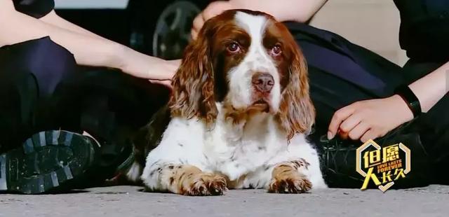 而在于娜和警犬相伴的职业生涯中,大饼是一个不得不提的名字