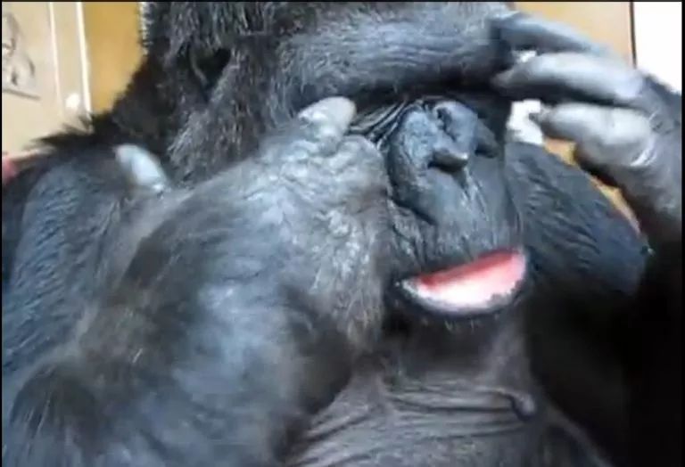 大猩猩手语图片