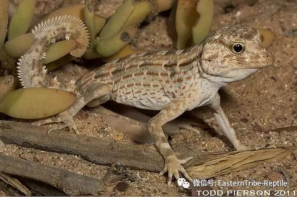 【东邪图鉴】pristurus锯尾虎属:蝎子守宫scorpion tailed geck