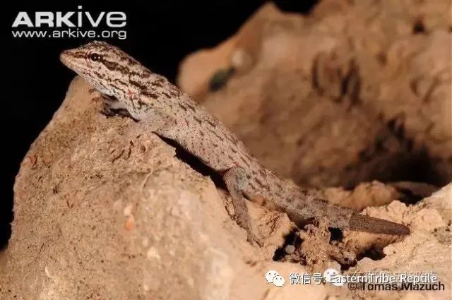 【东邪图鉴】pristurus锯尾虎属:蝎子守宫scorpion tailed geck