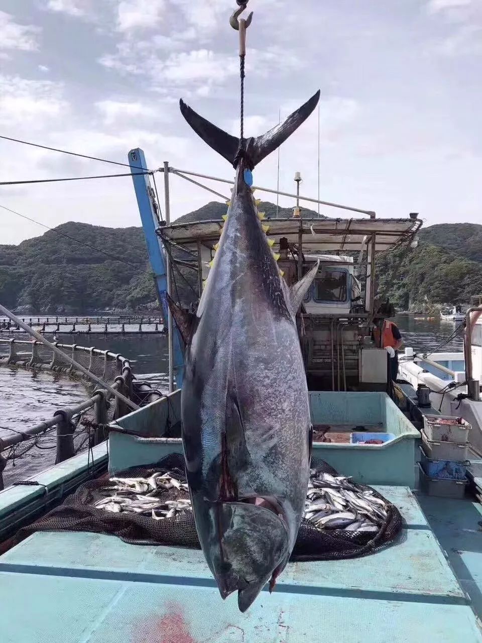 台州椒江一吃货 花20万买下一条518斤的金枪鱼 鱼是澳大利亚海域钓上
