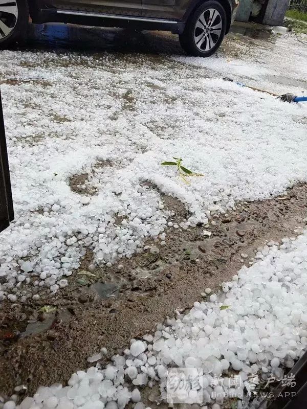 突發:黑龍江遭雞蛋大小冰雹襲!部分農作物受災!