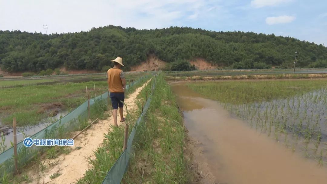 視頻稻田裡養龍蝦在株洲真的靠譜嗎