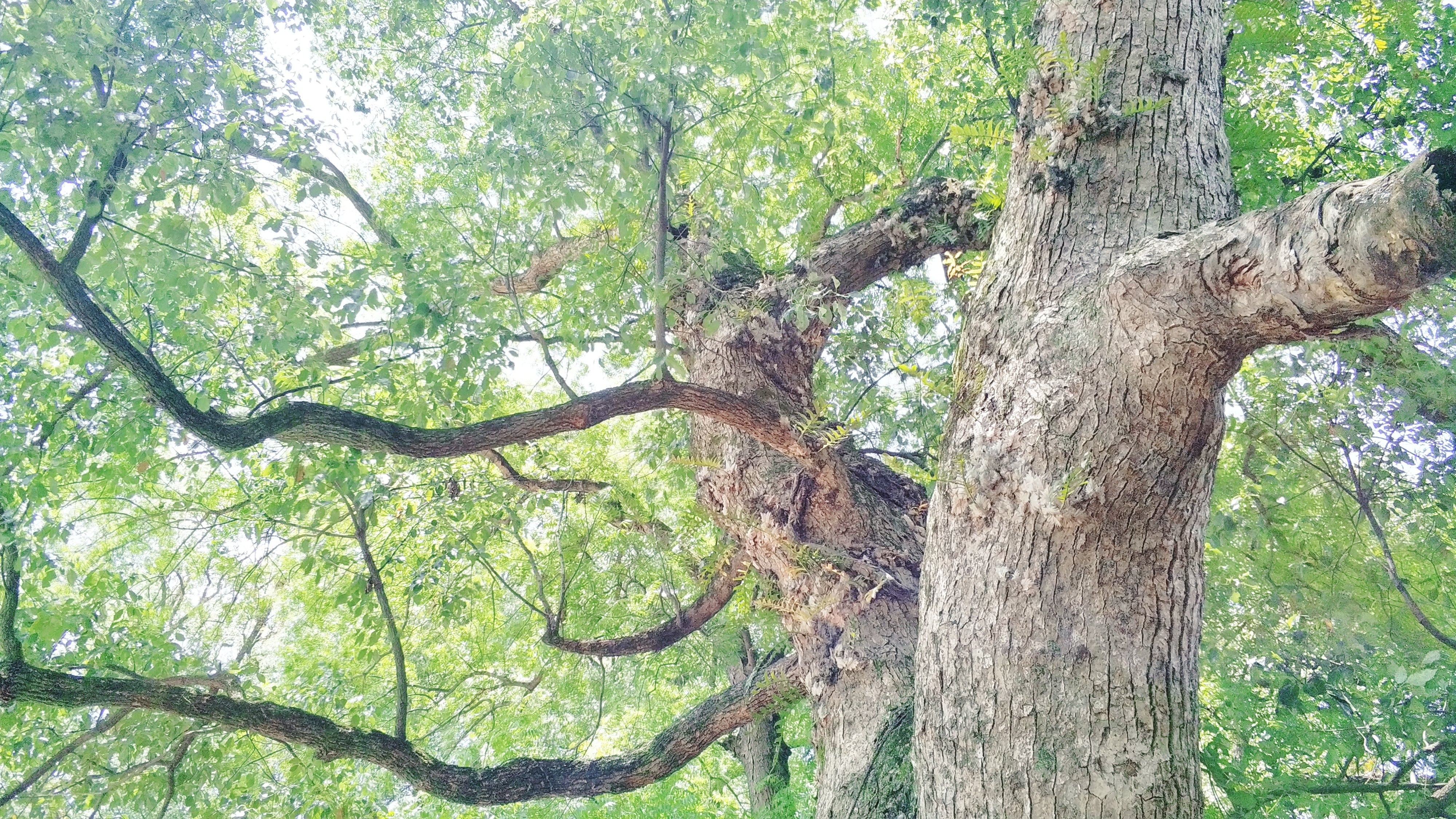 吉尼斯記錄最大古樟樹林江西撫州市樂安縣水南村美景滿滿