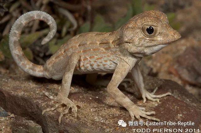 【东邪图鉴】pristurus锯尾虎属:蝎子守宫scorpion tailed geck