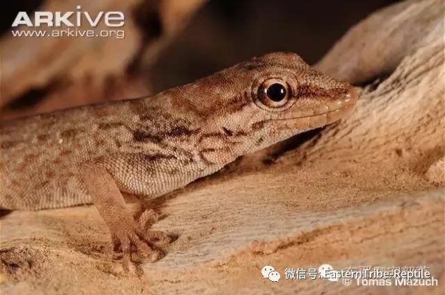 【东邪图鉴】pristurus锯尾虎属:蝎子守宫scorpion tailed geck