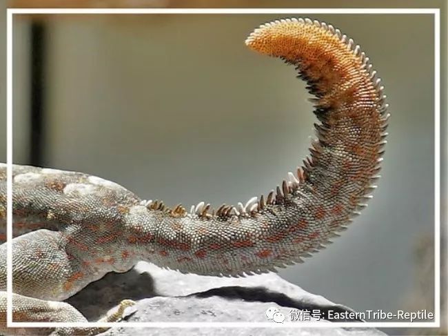 【东邪图鉴】pristurus锯尾虎属:蝎子守宫scorpion tailed geck