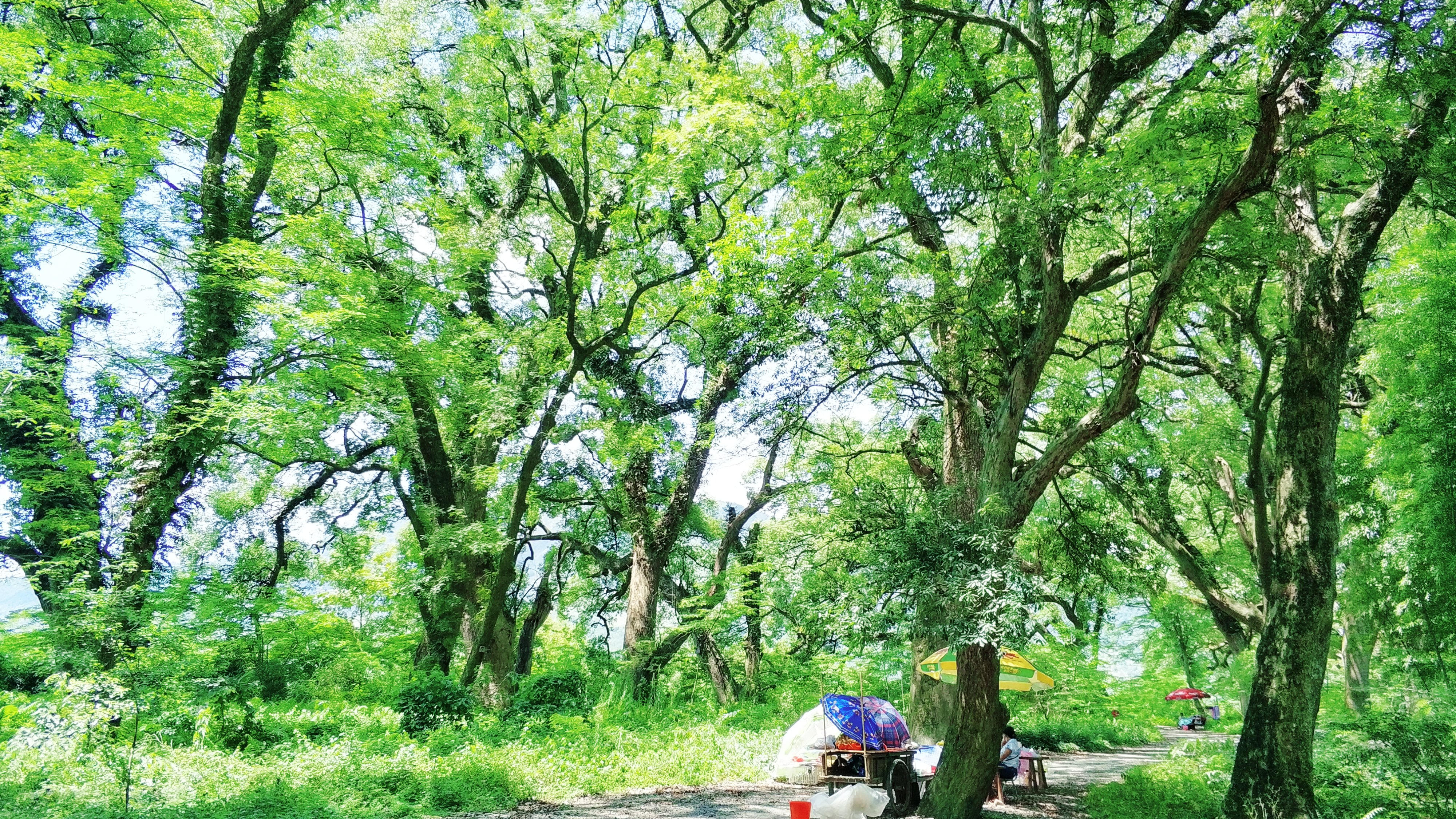 江西樟树林图片