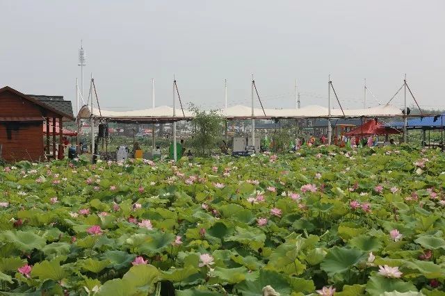 范县陈庄的荷花开了黄灿灿的金子一般盛开咋回事