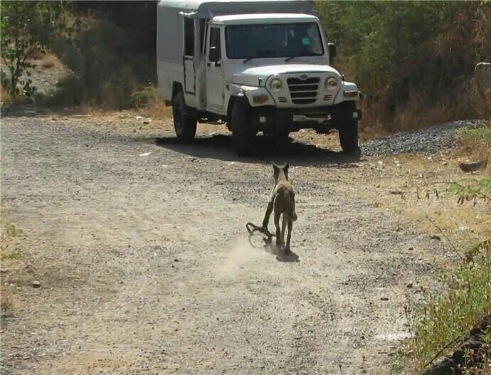 野猪报警器 捕兽图片