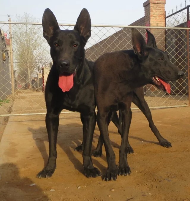 其中我知道的有卡斯羅犬,拉布拉多犬,東德牧羊犬,黑狼犬等等