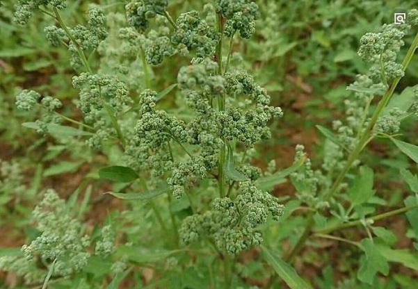 农村特色野菜