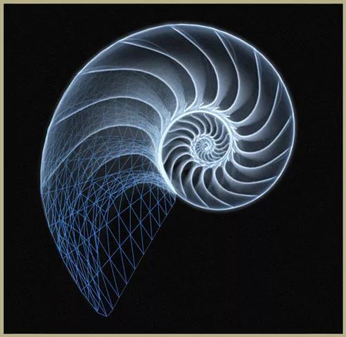 鹦鹉螺 曲线图片