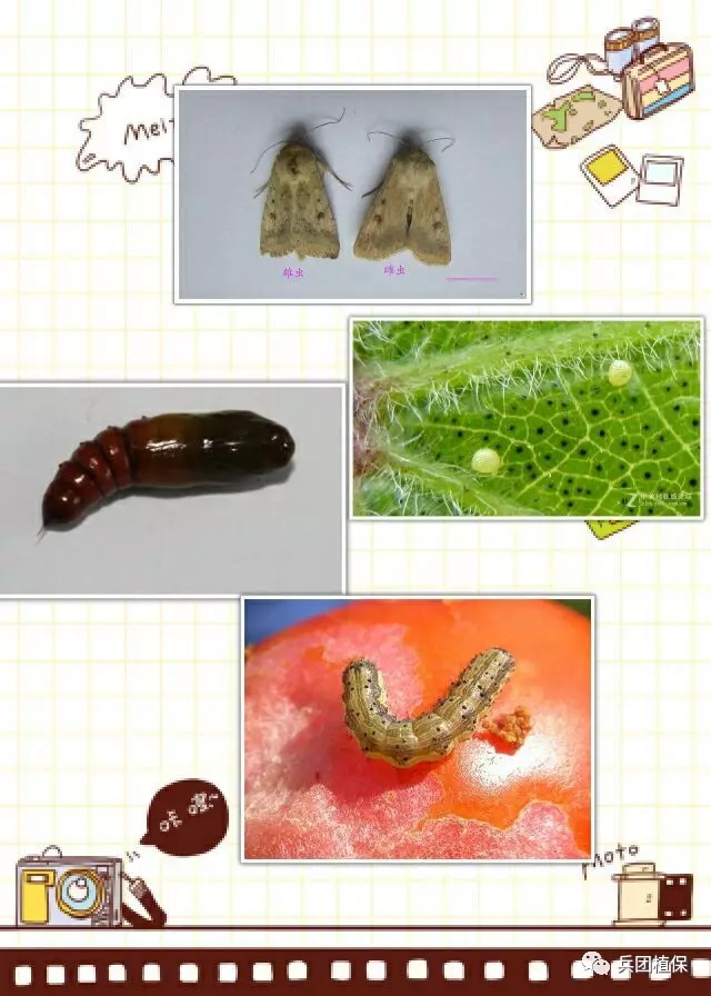 棉铃虫的成虫,卵,幼虫,蛹棉铃虫,鳞翅目,夜蛾科, 属昆虫的一种,是棉花