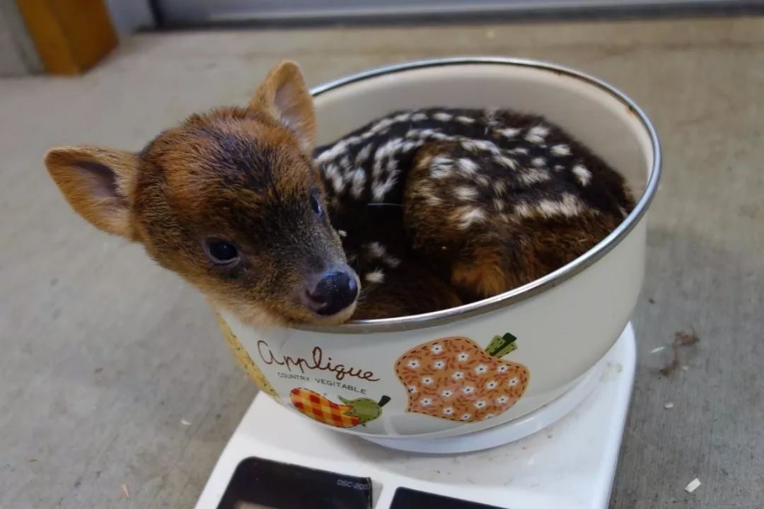 日本国宝级可爱的茶杯鹿