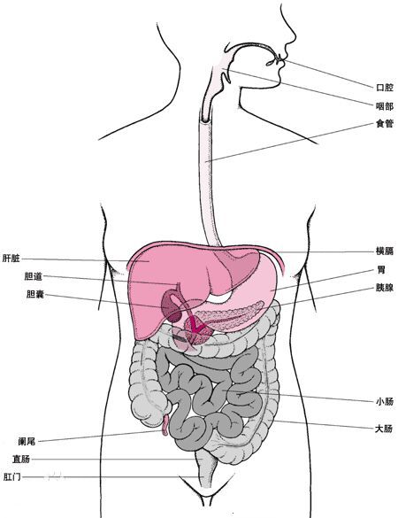 人体肠胃结构图图片