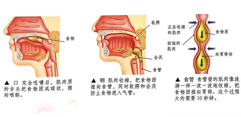 从口到胃:吞咽是把食物从嘴移动到胃的过程这个过程可分为3个阶段