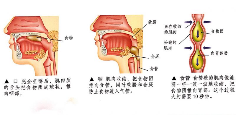 食物吞咽过程图片