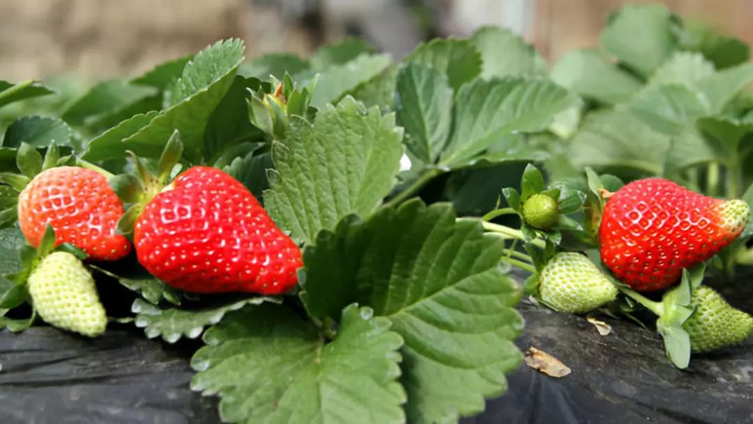一分钟教你如何在家里的阳台上种好草莓