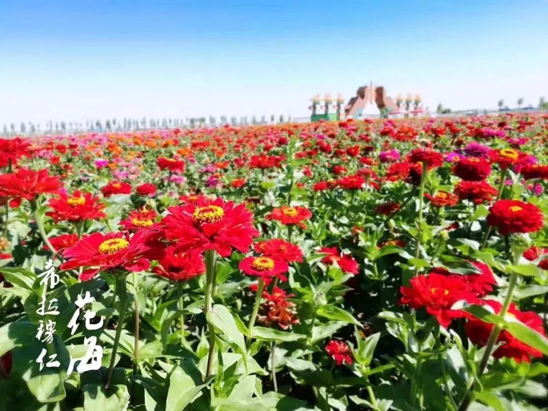 包頭驚現千畝花海!還有水上樂園,卡丁車…夏季遊玩好去處!