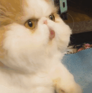 加菲猫动态搞笑表情图图片