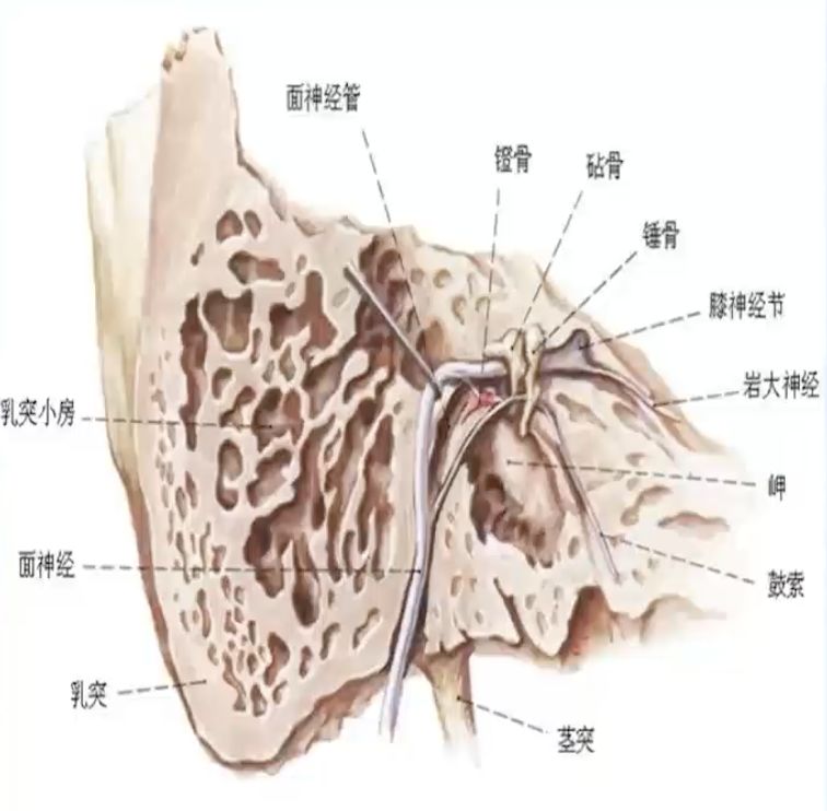 茎乳突孔体表定位图图片