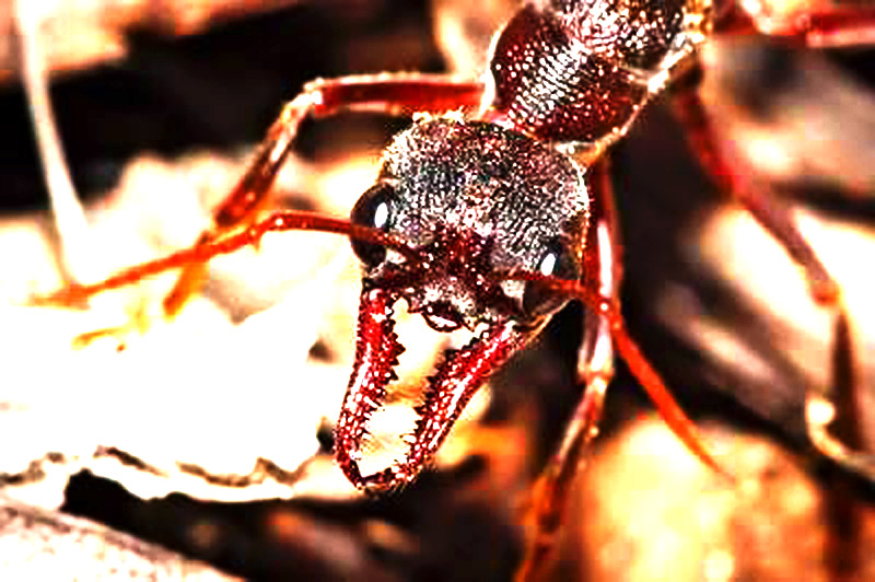红牛头犬蚁图片