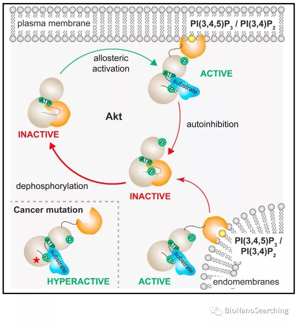 pi3kakt信号通路图片