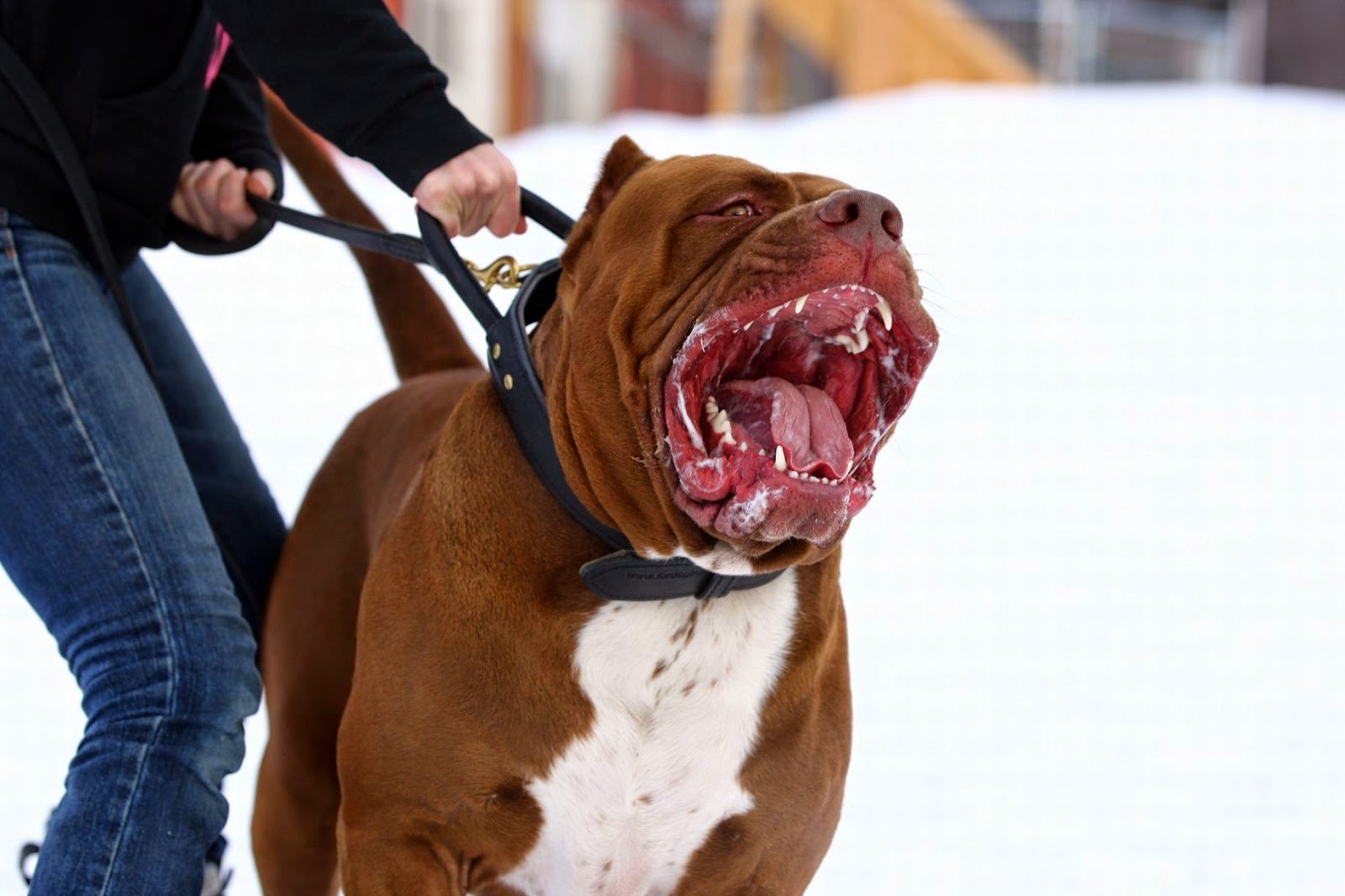 1/ 12 斗牛犬生性勇猛,体格健硕,肌肉发达,是世界上最具有战斗力的犬
