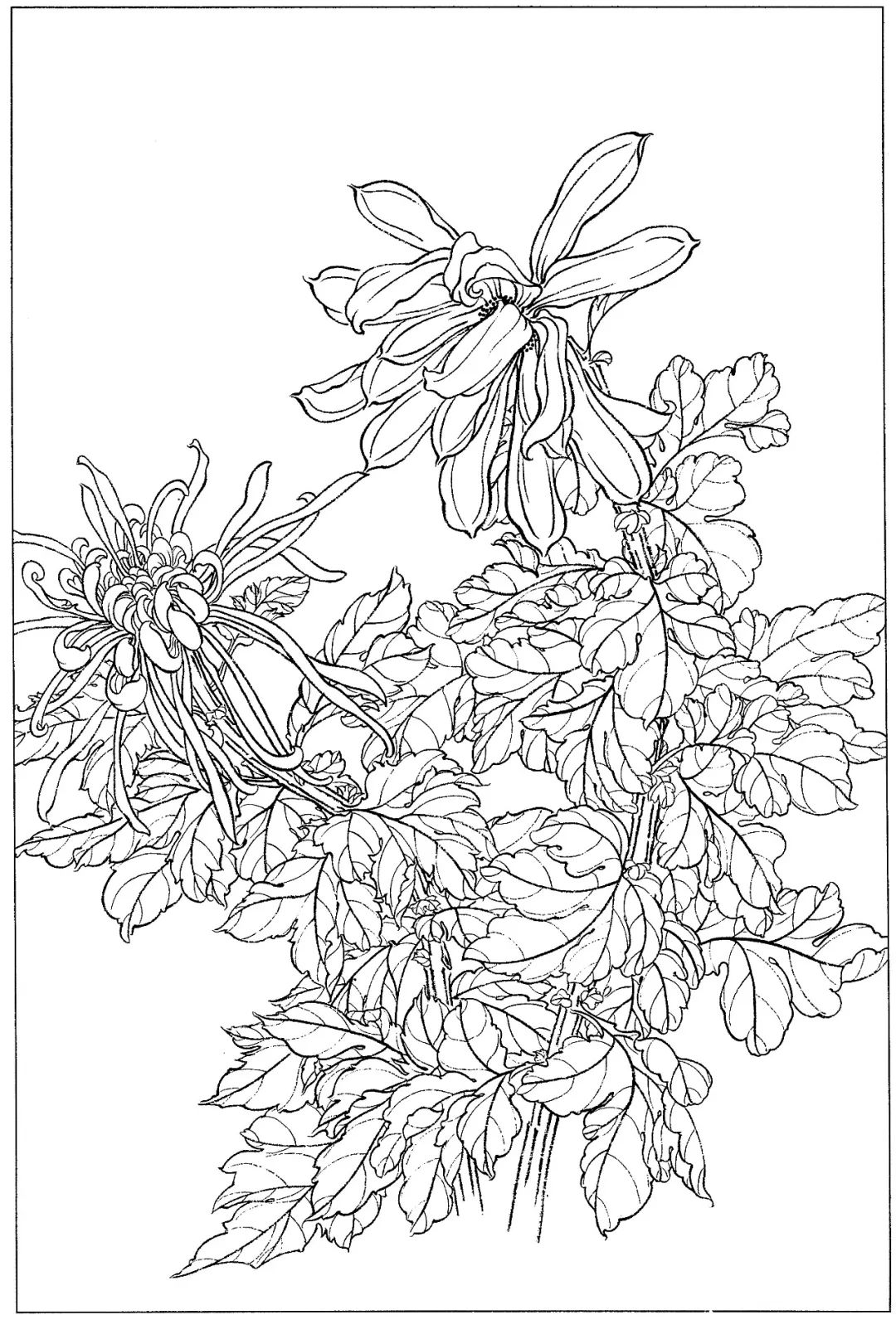 梅兰竹菊黑白线描图片