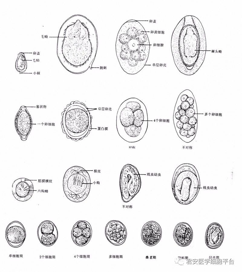 鞭虫卵结构示意图图片