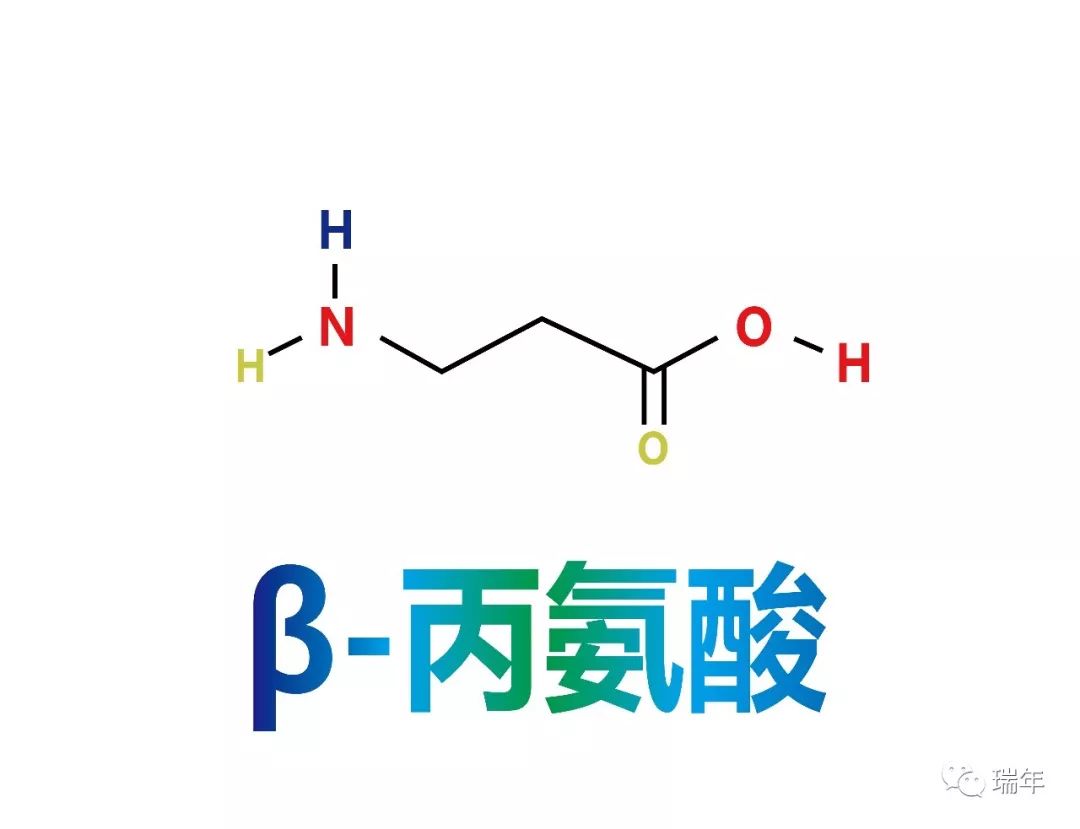 氨基酸家族(三十五·β丙氨酸)