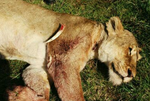 有很多非洲狮子身上都有疣猪的疤痕,有些严重的会感染死亡,还有的当场