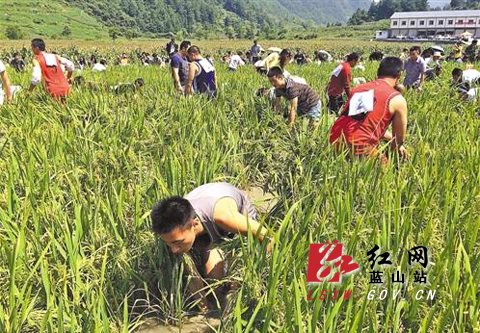 蓝山县雷家岭村人口_蓝山雷家岭村观日出看古老村庄与鸟儿一同醒来的样子