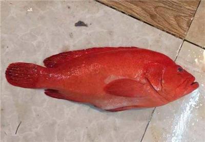 红丁斑是一种南海产的斑鱼,又因颜色红亮而得名红玫瑰鱼
