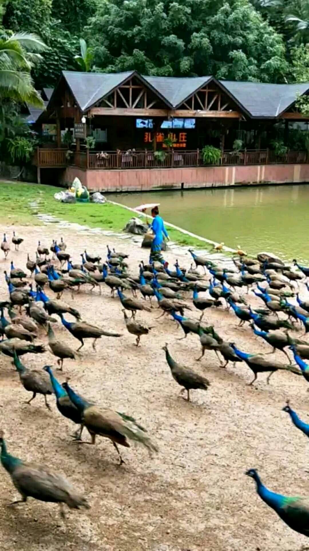 美丽的西双版纳 孔雀山庄是夏季旅游休闲好去处