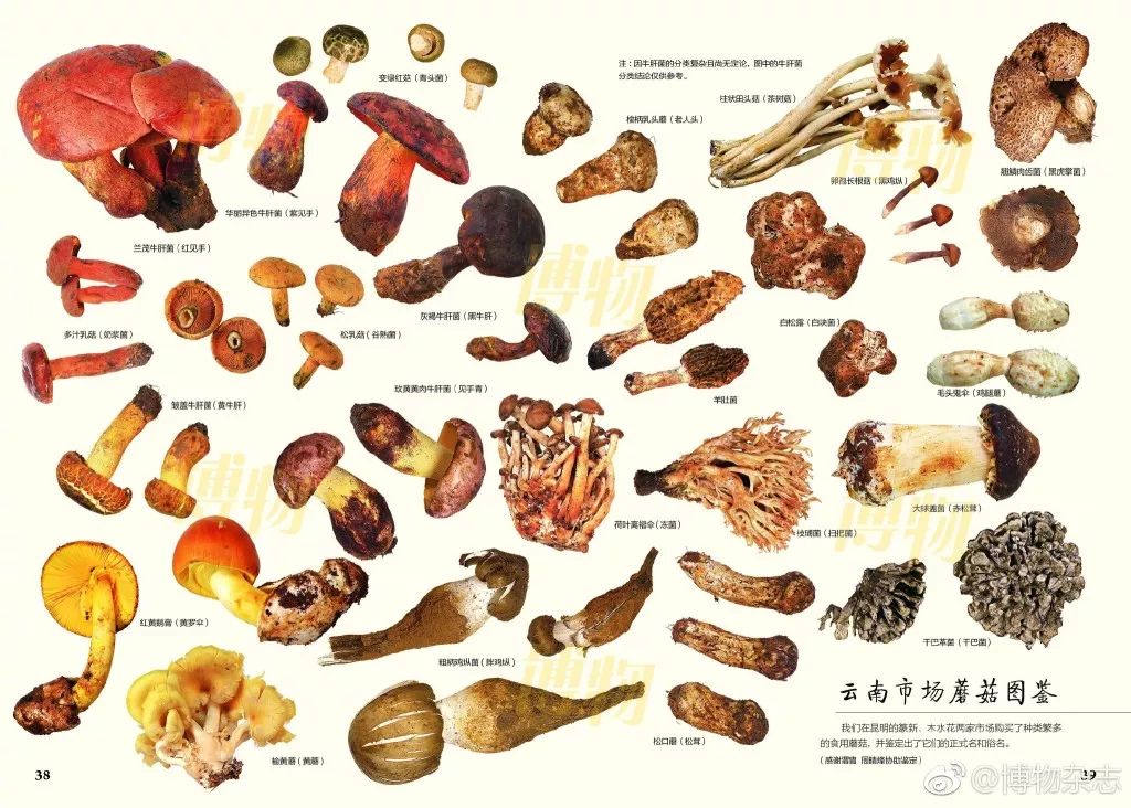 蘑菇的种类及图片名字图片