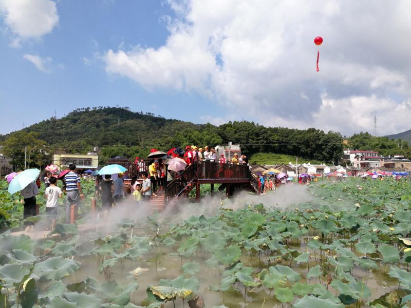 陸河縣河田鎮內洞圳口500畝荷花啟動賞荷模式