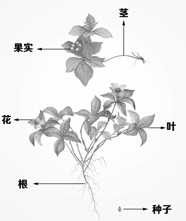 园林植物大学问根和茎