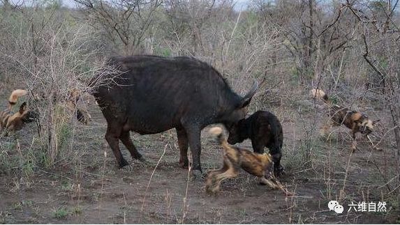 看著小牛被野狗吞吃母牛卻不敢救助食草動物對食肉動物有多恐懼