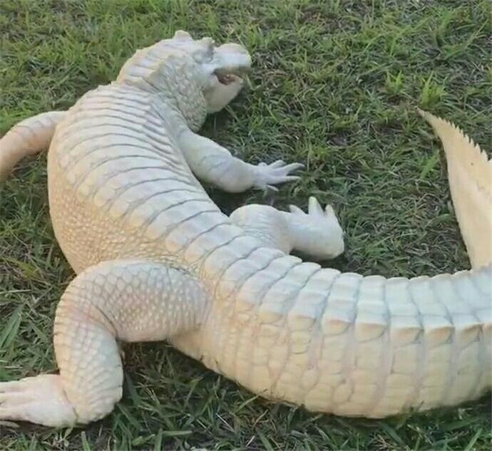 十分罕见的白色鳄鱼其颜值爆表实力证明一白遮百丑