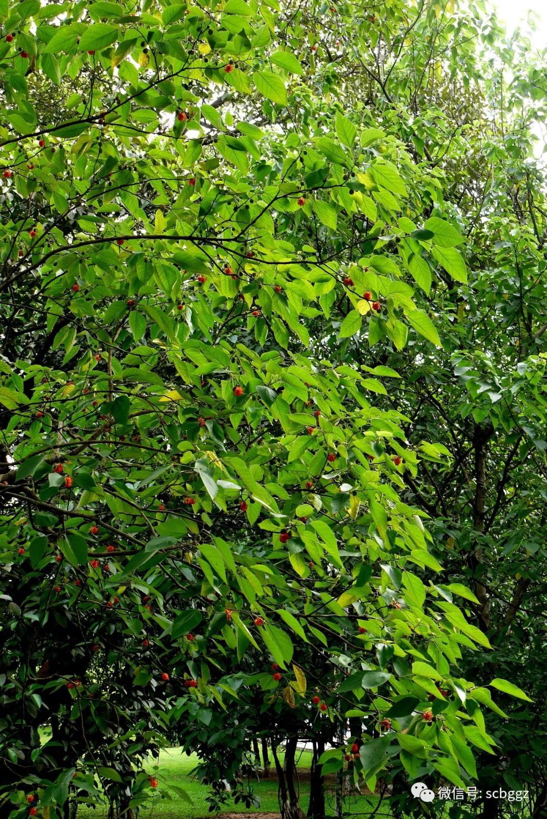 樂彼之園爰有樹檀其下維榖