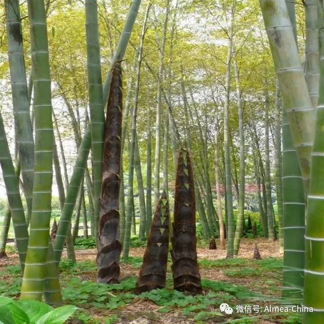 睫毛增長液這麼牛?如雨後春筍!