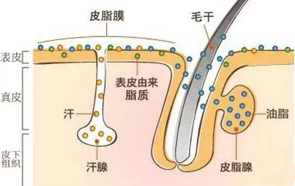 皮肤出油都怪皮脂腺?皮脂腺表示好委屈-搜狐