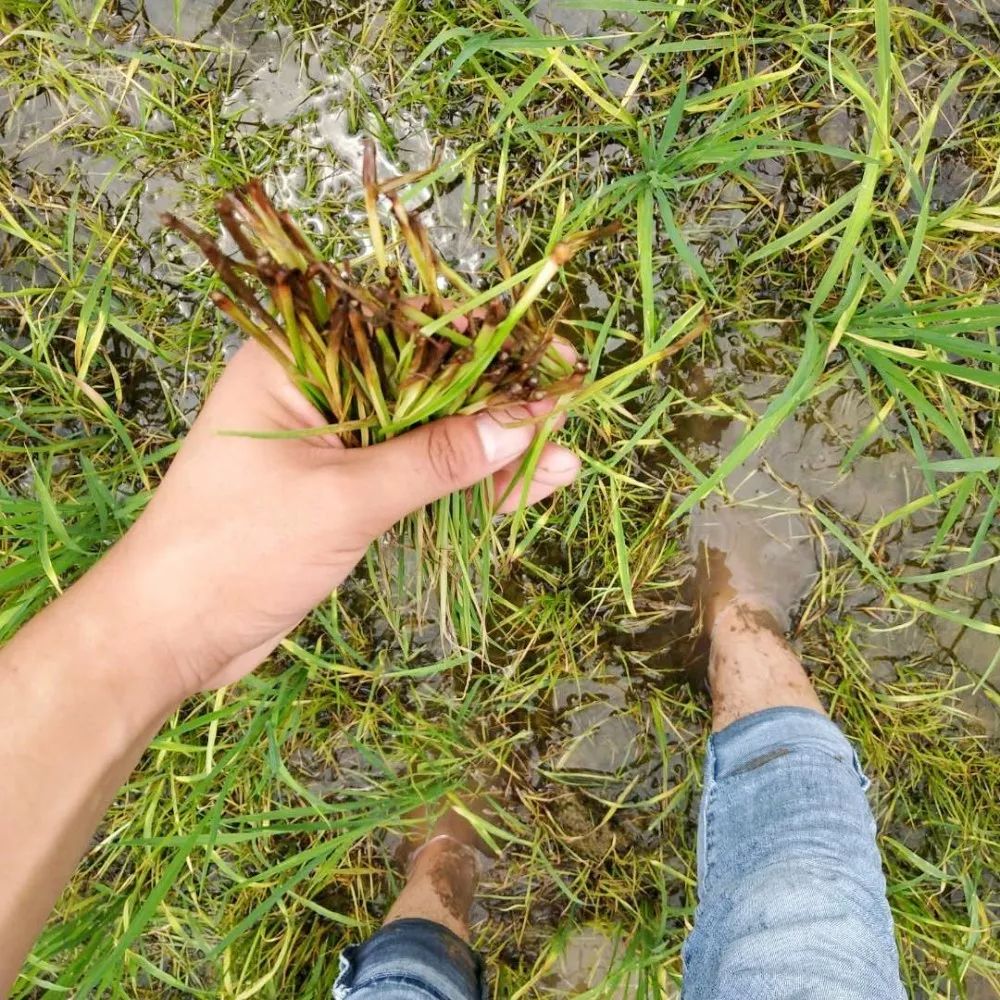 生長點發黑,已經被完全破壞△瀚斯比利寧對異型莎草的顯著效果得到