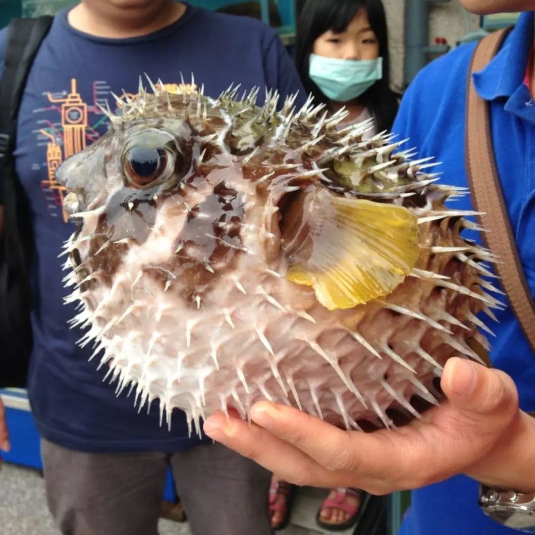 深海水族馆刺鲅图片