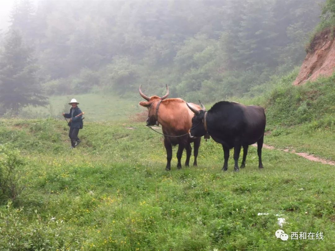 多圖:青山,綠水,野花和牛馬,這樣的西和好地方你需要了解一下!