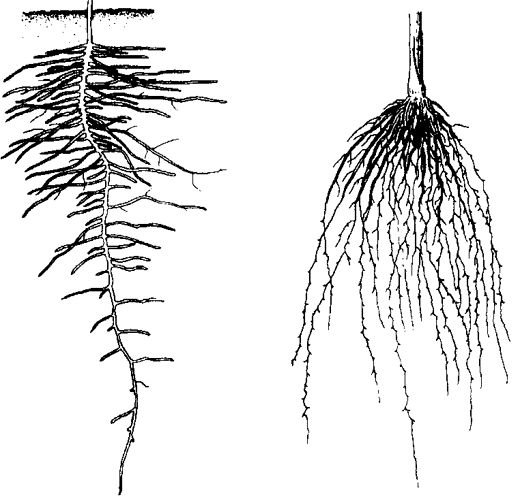 植物地下部分所有根的总和叫做根系,分为直根系和须根系两种