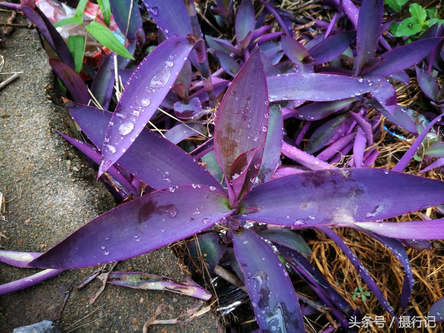 1/ 12 在乡村的荒野间,有一种形似鸭跖草的植物,但叶子是紫色的,您
